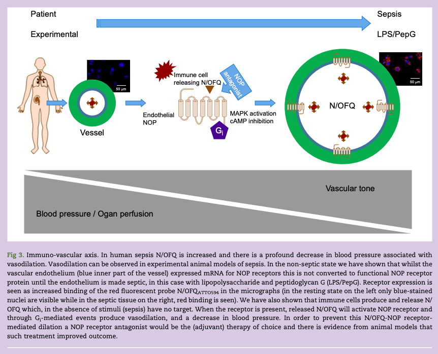 Figure 3. Immuno-vascular axis