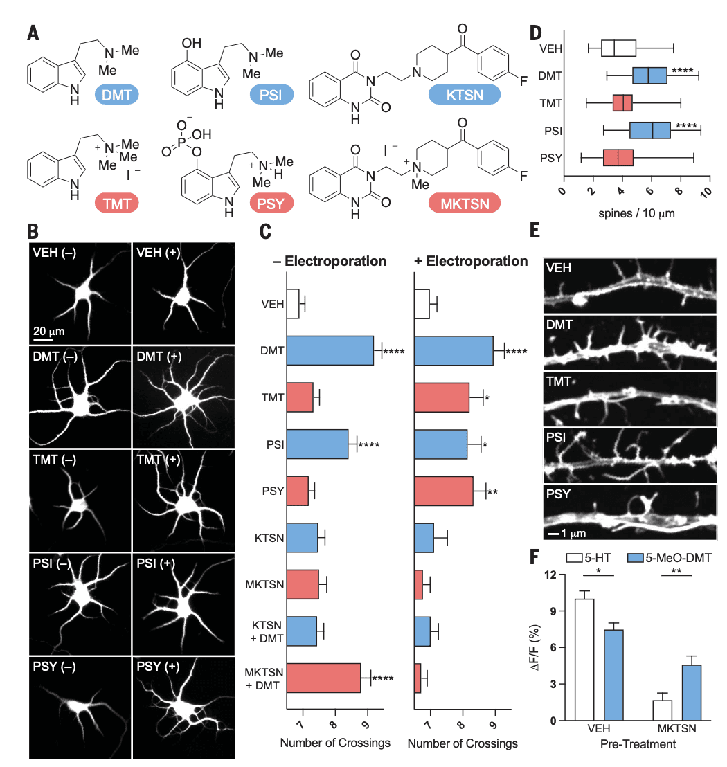 Fig. 3. Intracellular 5-HT2ARs mediate structural plasticity induced by serotonergic psychoplastogens.