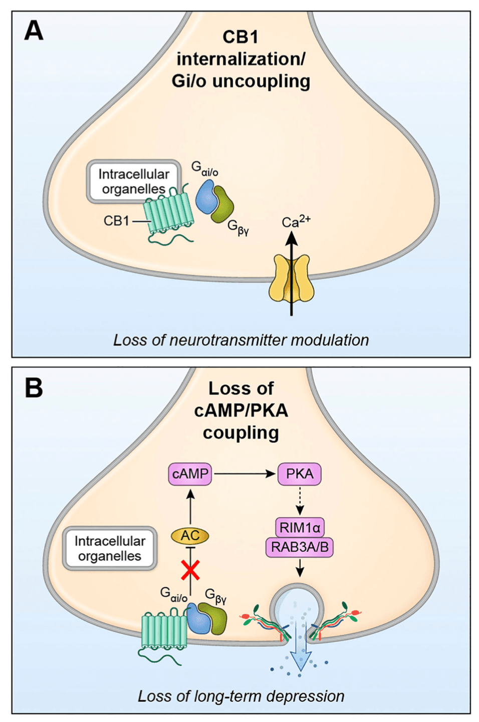 Fig. 2. Presynaptic alterations in CB1 desensitization.