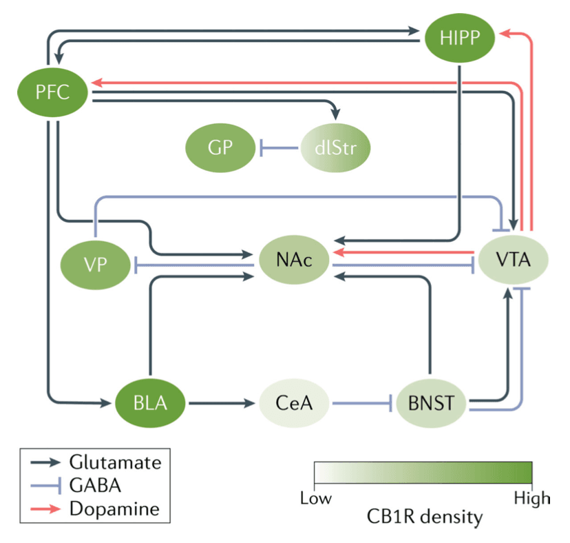 Fig. 3. The reward circuitry.
