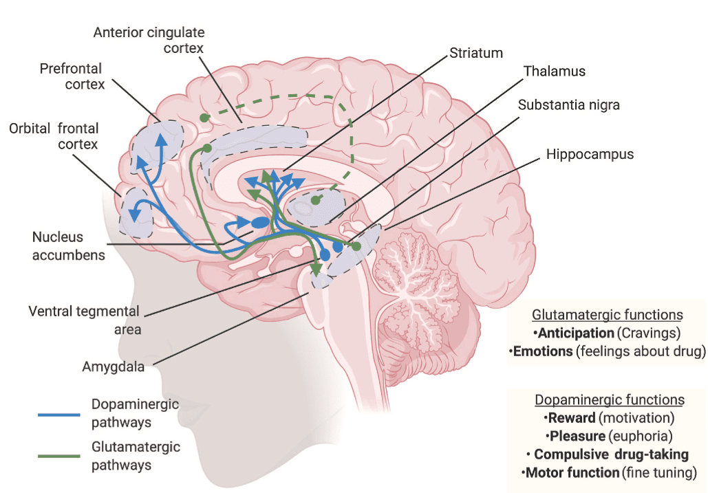 Fig. 1. A model of the brain reward system.