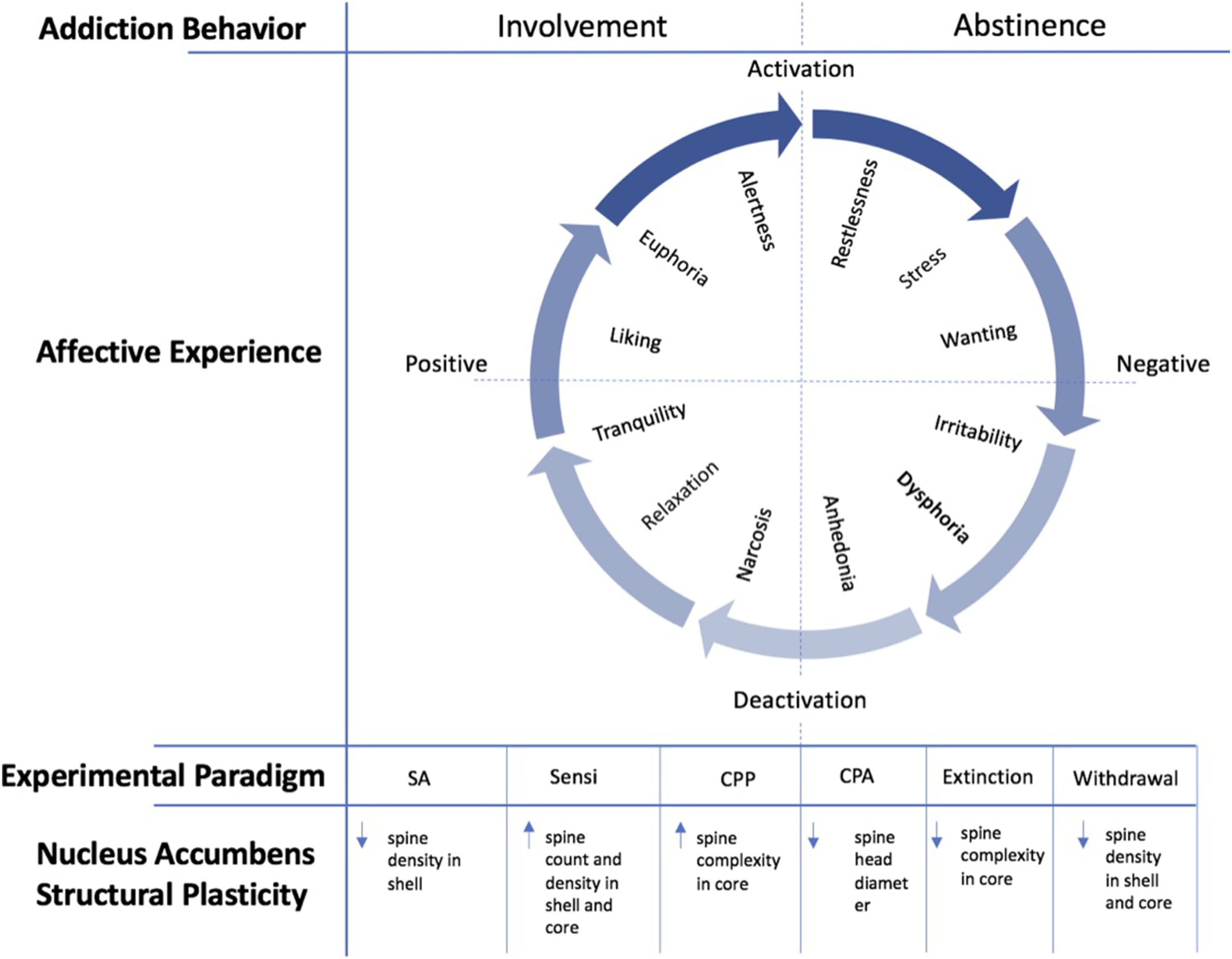 Fig. 1. Opioid-Induced Plasticity of the Nucleus Accumbens in Relation to Addiction Behavior and Corresponding Affective Experience.